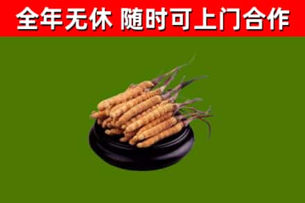 永春回收散虫草