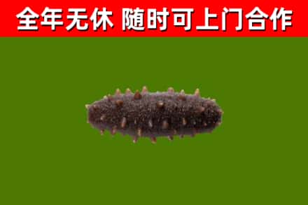 永春回收海参干
